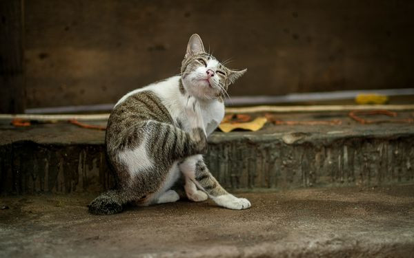 Mèo con đang được chăm sóc vùng da bị nấm
