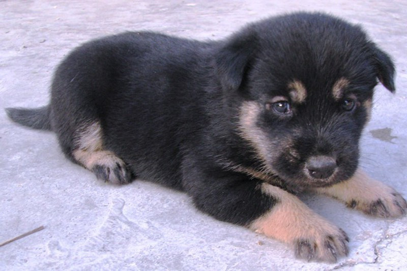 Cận cảnh khuôn mặt một chú chó với đôi mắt tinh nhanh và vùng lông đặc biệt quanh mắt