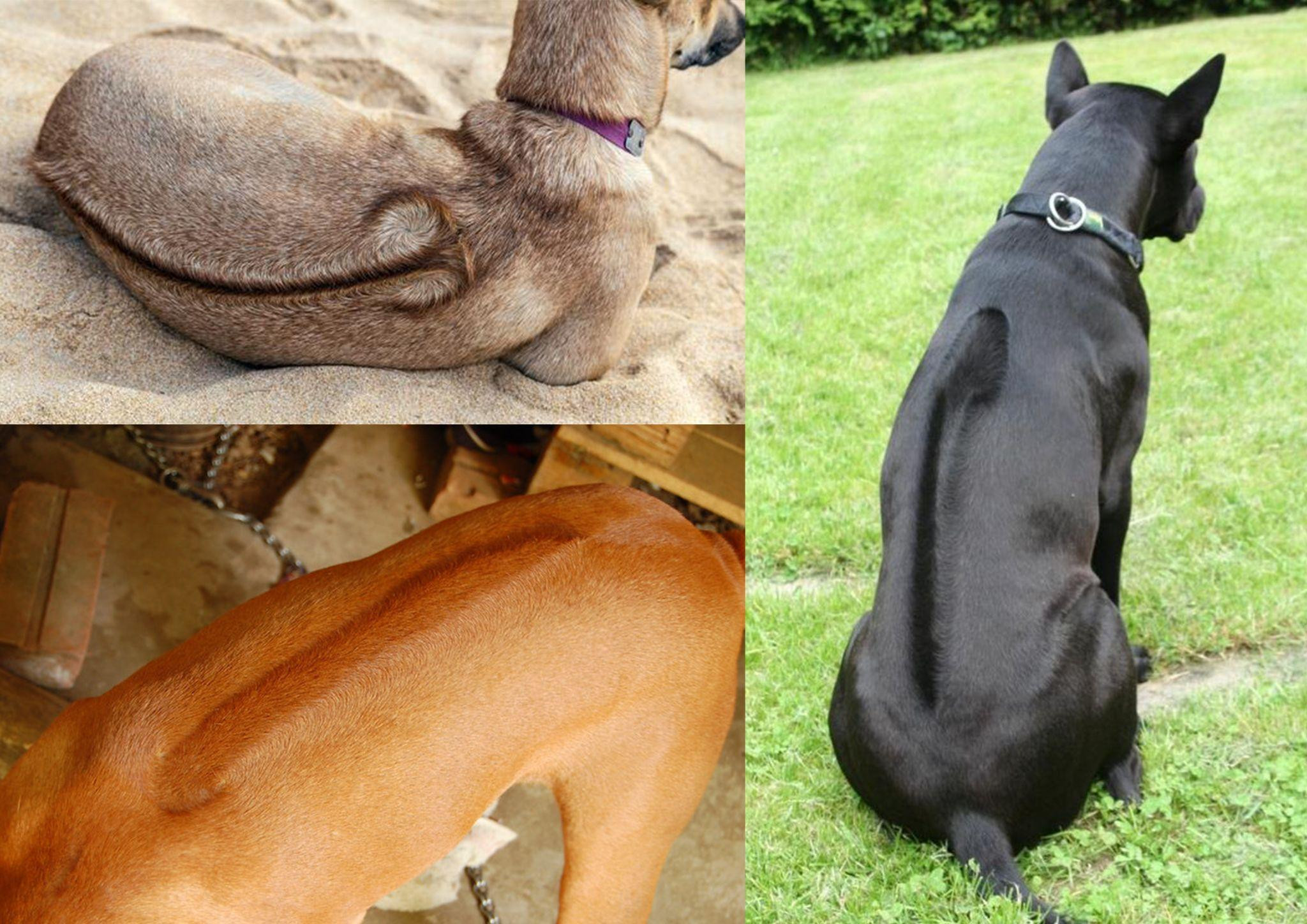 Chó Phú Quốc với vệt xoáy lông đặc trưng trên lưng