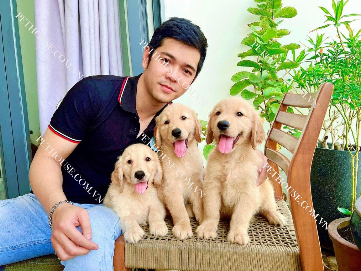 Ba bé chó Golden Retriever con màu vàng kim đáng yêu vừa xuất bầy tại PetHouse