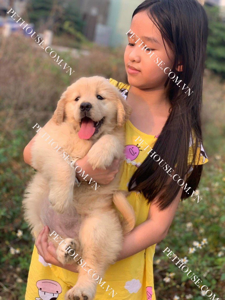 Chó Golden Retriever trưởng thành với nụ cười tươi tắn tại PetHouse