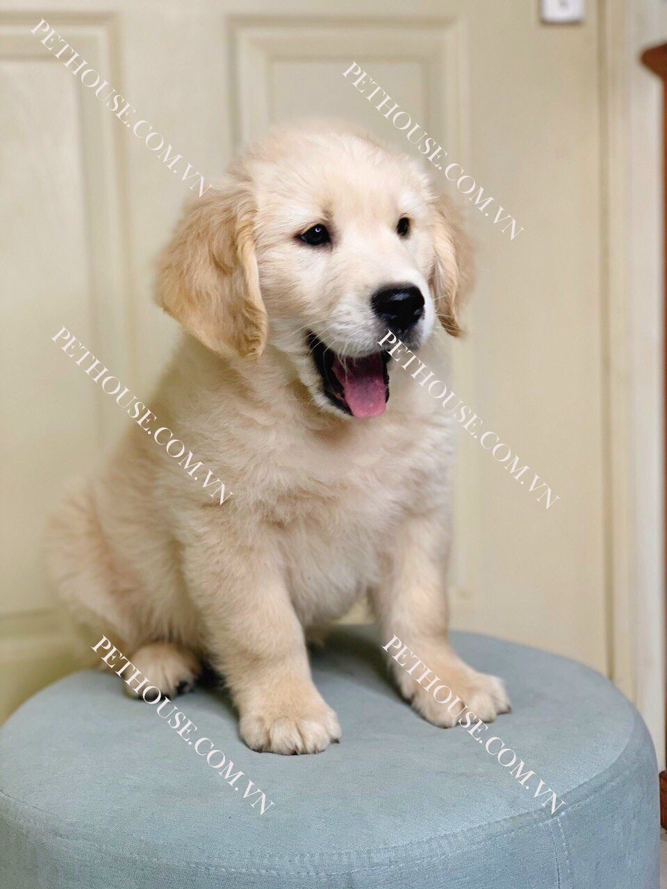 Chó Golden Retriever con màu vàng kim đáng yêu đang ngồi ngoan ngoãn tại PetHouse