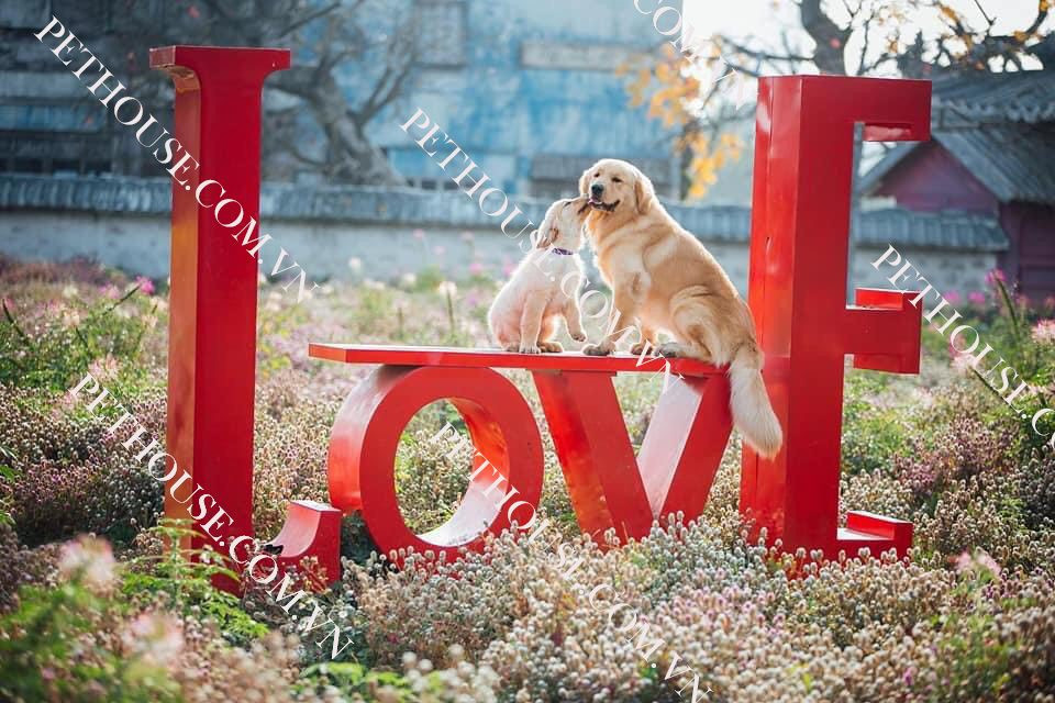 Chó Golden Retriever con và chó trưởng thành với bộ lông đẹp đang được chăm sóc