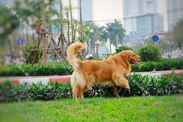 Chó Golden Retriever vàng bò trưởng thành đang vui vẻ chơi đùa