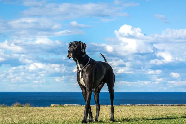 Chó Great Dane cao lớn, thanh lịch với bộ lông vằn