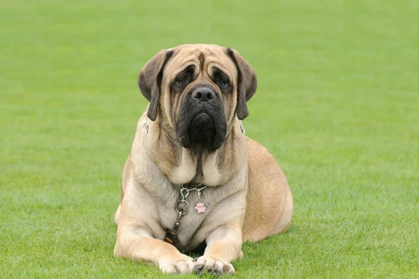 Chó English Mastiff với thân hình vạm vỡ và bộ lông vàng nâu