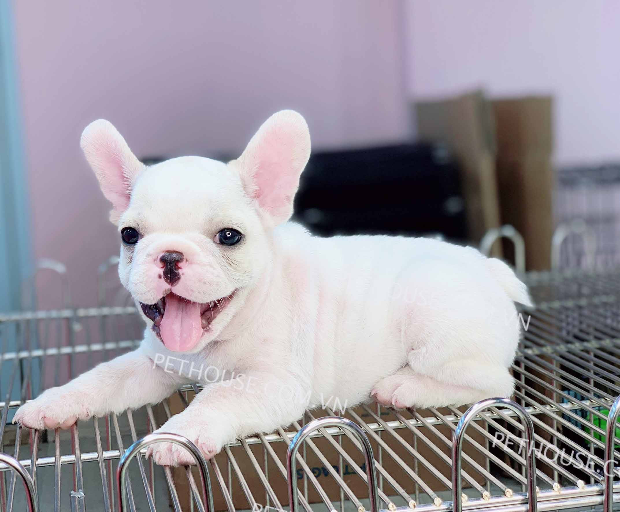 Chó Bull Pháp trắng với đôi tai dơi đặc trưng