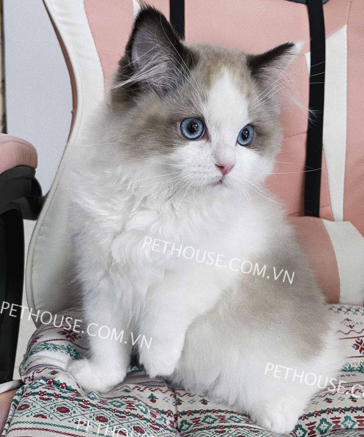 Chú mèo Ragdoll với đôi mắt xanh biếc và bộ lông mềm mại