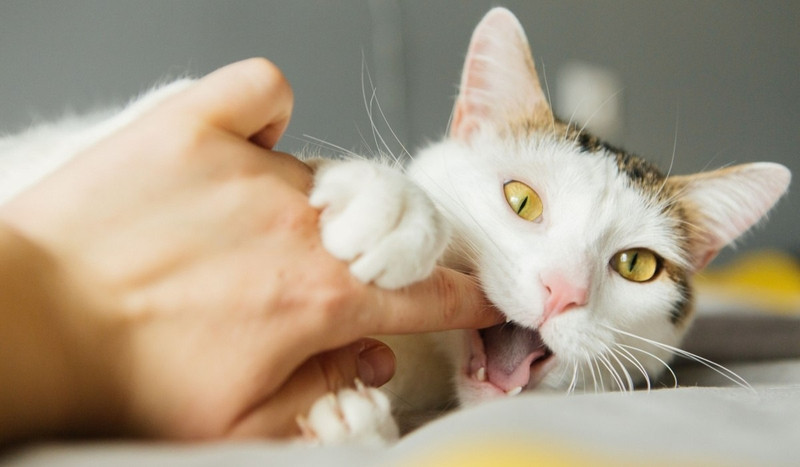 Bị mèo cắn tiềm ẩn nhiều nguy cơ nhiễm bệnh nghiêm trọng