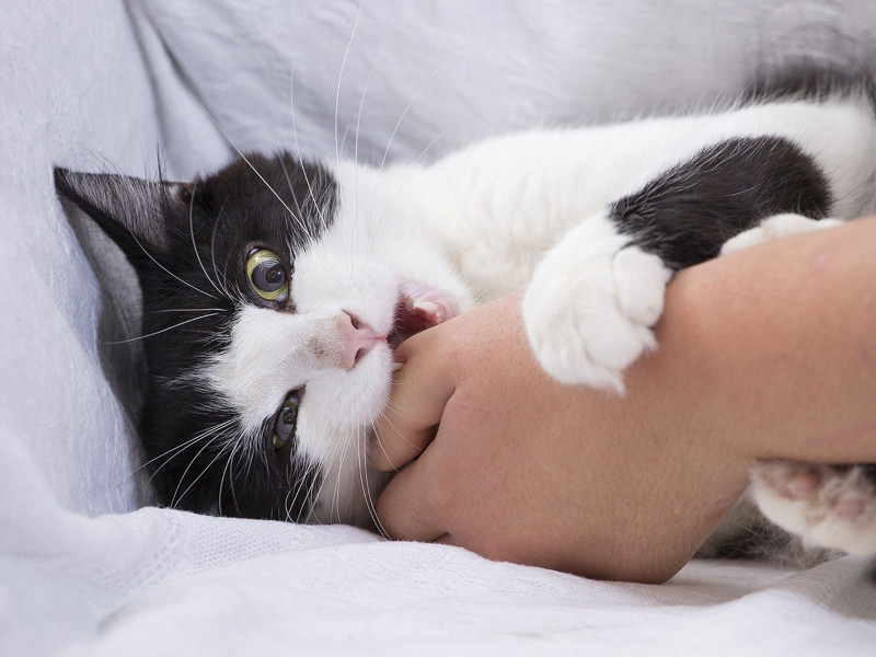 Ngay cả khi không chảy máu, vết mèo cắn vẫn có thể gây lây nhiễm