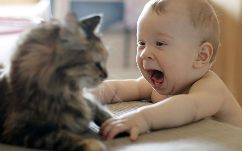 Sử dụng đồ chơi chuyên dụng thay vì dùng tay đùa giỡn với mèo