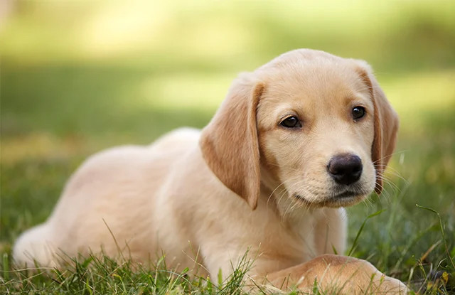 Chú chó Golden Lai F1 sở hữu những ưu điểm nổi bật của Golden thuần chủng