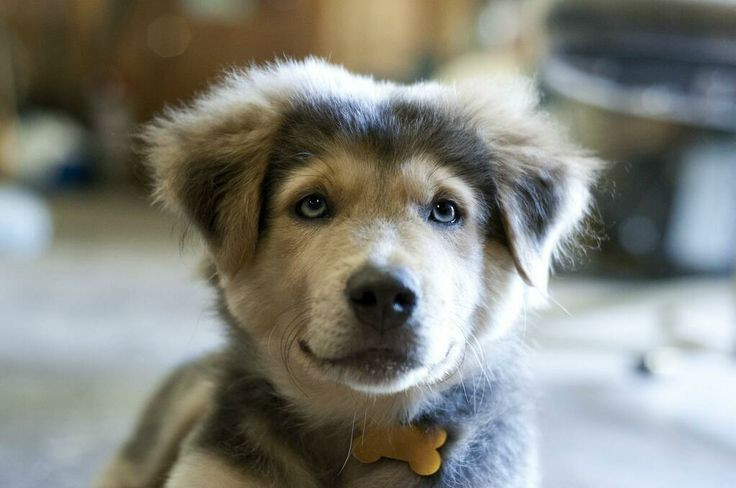 Chó Golden lai Husky có tên gọi Goldsky