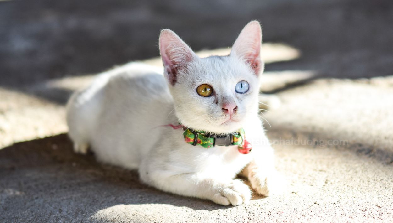 Một chú mèo có đôi mắt hai màu, một bên màu xanh và một bên màu vàng, nhìn thẳng vào ống kính