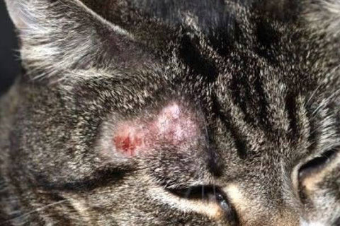 Mèo bị rụng lông thành mảng do nấm da