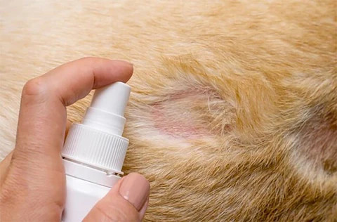 Hình ảnh chai xịt trị nấm da cho mèo