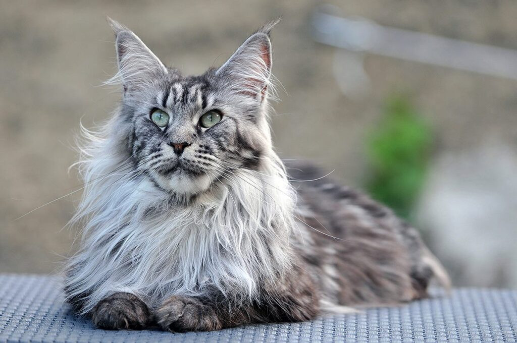 Mèo Maine Coon với bộ lông dài mượt và vóc dáng ấn tượng