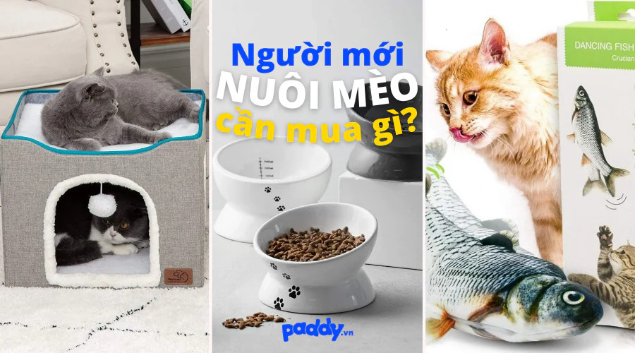Các loại phụ kiện thiết yếu giúp mèo cưng có cuộc sống tiện nghi