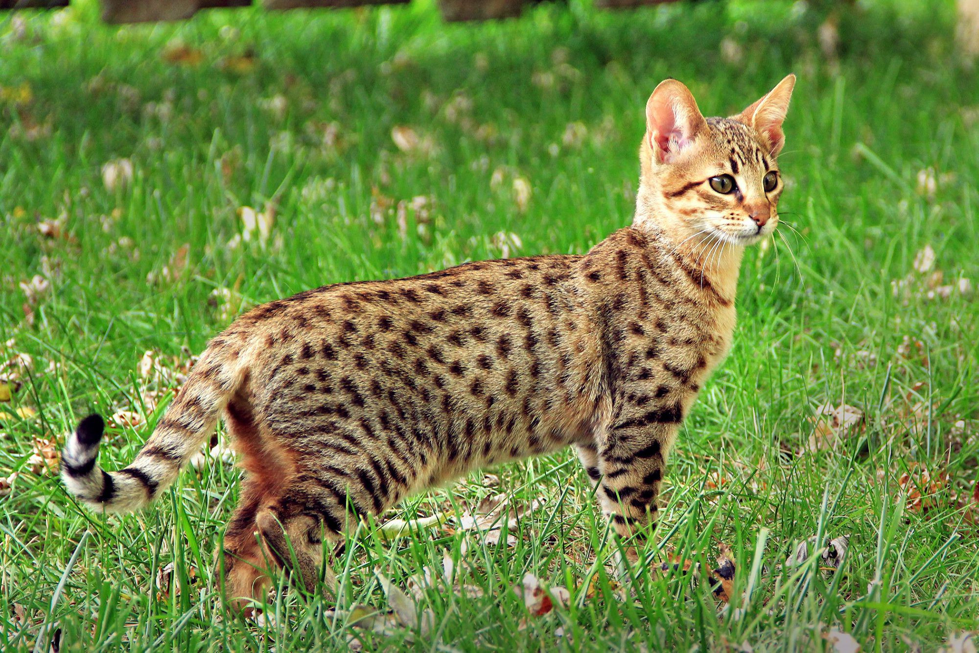 Mèo Savannah với vóc dáng mảnh mai và hoa văn đốm đặc trưng