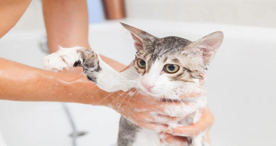 Người đang tắm cho mèo con bằng sữa tắm chuyên dụng