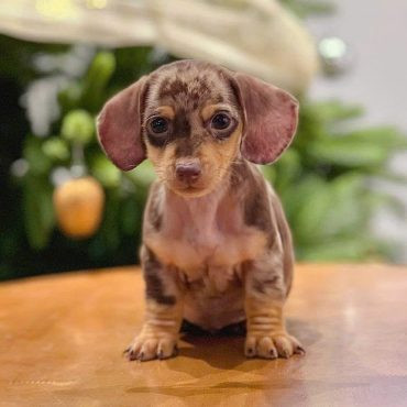 Chó Lạp Xưởng Loang với bộ lông pha trộn màu sắc độc đáo
