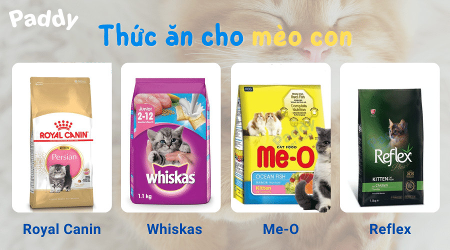 Một chú mèo con đáng yêu đang ăn thức ăn hạt từ bát