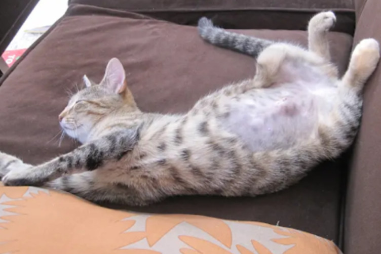 Chú mèo vằn nằm cuộn tròn trên chăn, ánh mắt có vẻ buồn bã hoặc mệt mỏi