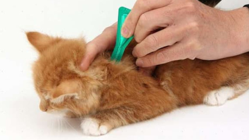 Sử dụng thuốc trị rận dạng nhỏ gáy hoặc xịt để diệt rận cho mèo