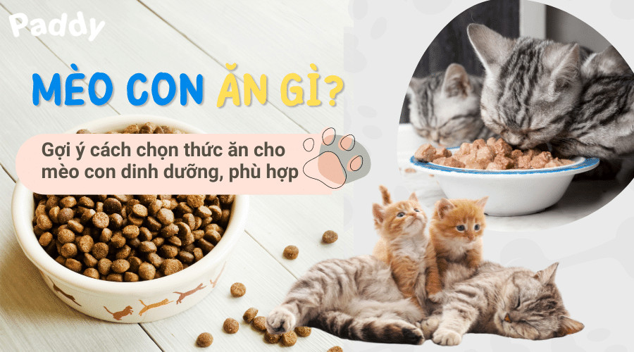Một chú mèo con đang được cho ăn bằng bình sữa chuyên dụng