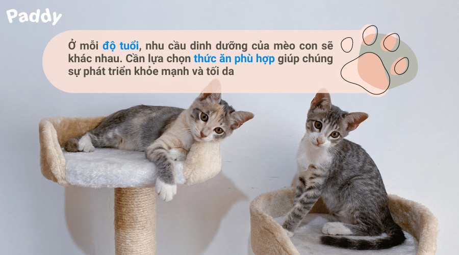 Bát thức ăn pate mềm dành cho mèo con