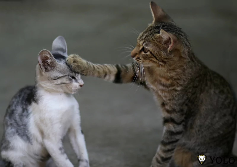 Hai chú mèo đang chơi đùa thân thiết với nhau