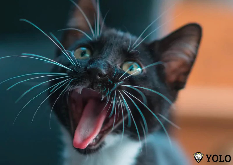 Mèo con ngồi một mình kêu như trẻ em khóc