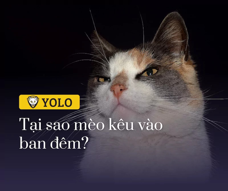 Mèo con đang kêu "meo meo" dưới ánh trăng