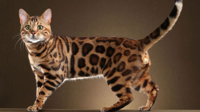 Mèo Bengal với bộ lông vằn hổ độc đáo và đôi mắt xanh lá cây