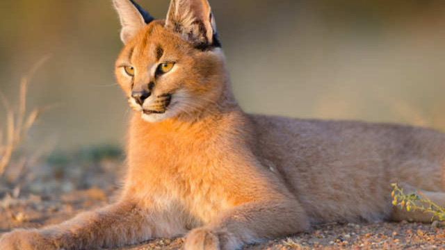 Mèo Caracal với đôi tai có chùm lông đen đặc trưng và ánh mắt tinh anh