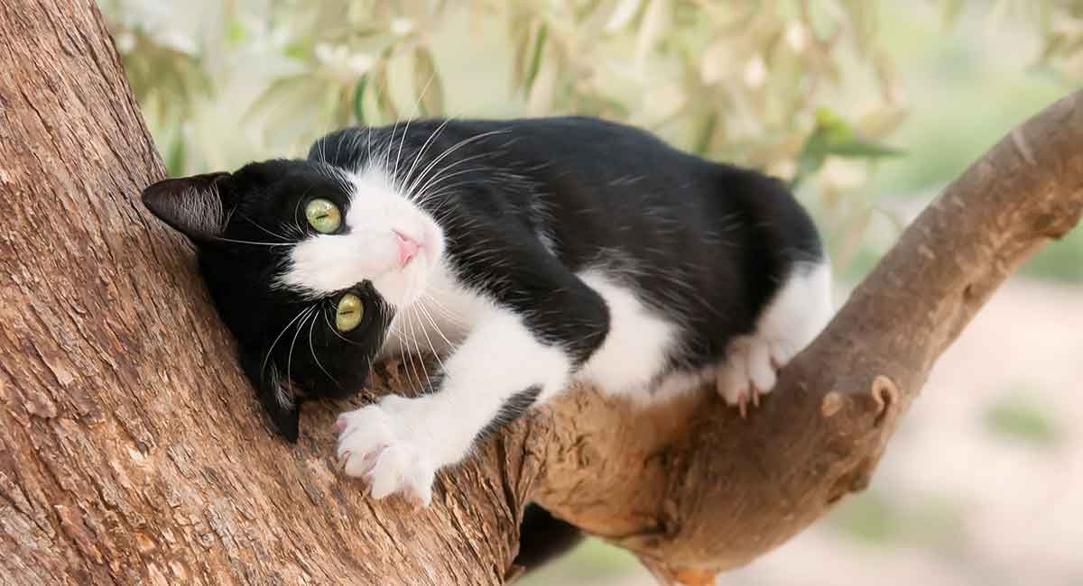 Mèo Tuxedo ngồi nhìn với ánh mắt tinh anh