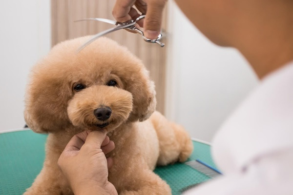 Cún cưng được cắt tỉa lông gọn gàng đang vui vẻ chạy nhảy