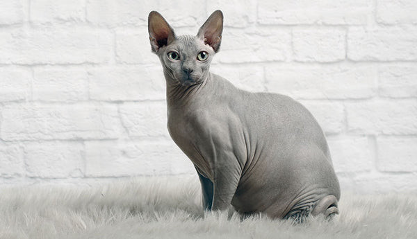Mèo Sphynx quý hiếm với làn da không lông đặc trưng