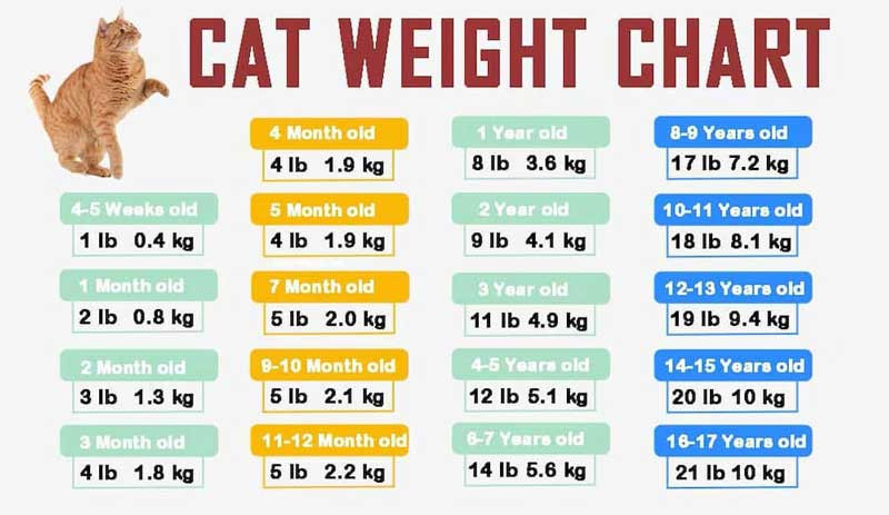 Bảng chỉ số cân nặng chi tiết theo từng giai đoạn phát triển của mèo, bao gồm cả mèo con và mèo trưởng thành