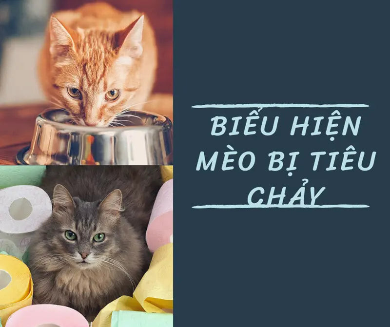 Môi trường sống sạch sẽ giúp ngăn ngừa tiêu chảy và các bệnh tật khác ở mèo con