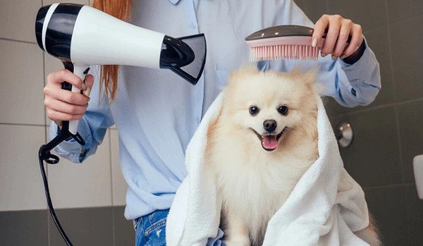 Người phụ nữ đang chải lông cho một chú chó Poodle màu trắng