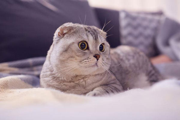Mèo Scottish Fold với đôi tai cụp ngộ nghĩnh
