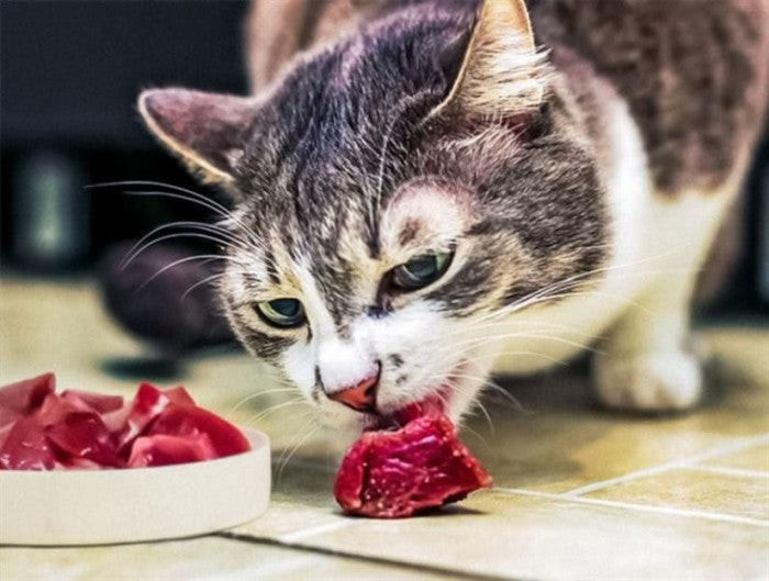 Chế độ ăn uống không phù hợp có thể là nguyên nhân chính gây tiêu chảy ở mèo con