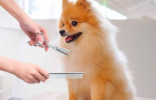 Người phụ nữ đang vỗ về chú chó Poodle màu trắng trong lúc cắt tỉa lông