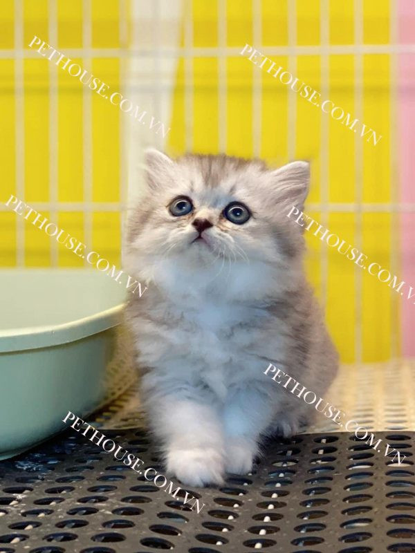 Mèo Anh lông dài mắt to tròn, biểu cảm đáng yêu
