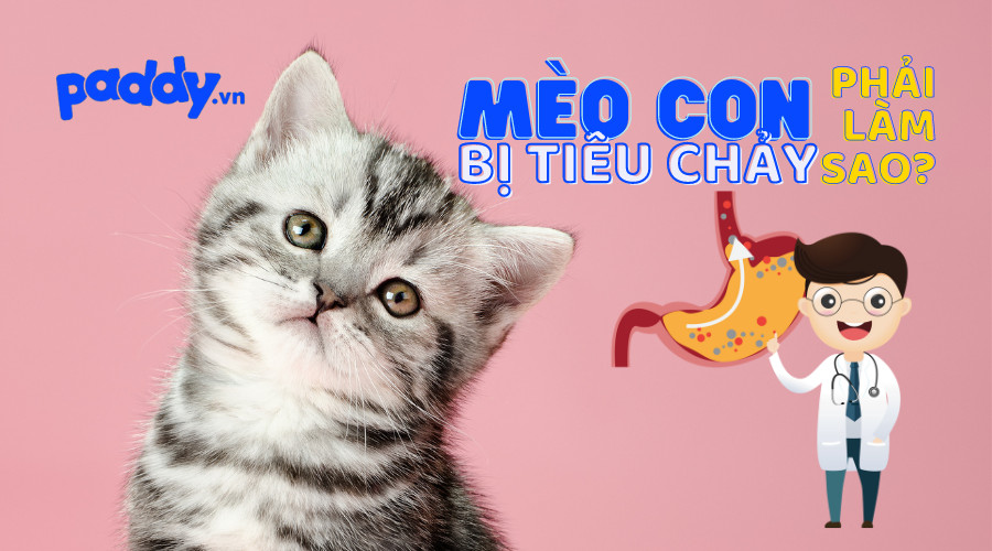 Vi khuẩn và ký sinh trùng có thể gây tiêu chảy nguy hiểm ở mèo con