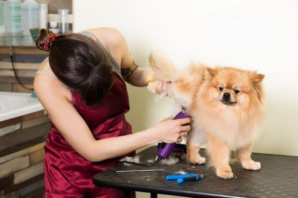 Chủ nuôi đang cho chó làm quen với tiếng tông đơ trước khi cắt tỉa
