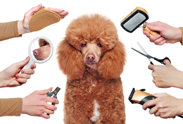 Bộ dụng cụ cắt tỉa lông chó bao gồm tông đơ, kéo, lược và bàn chải