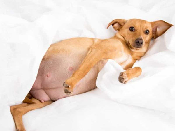 Bầu ngực của chó mẹ sưng và hồng hào