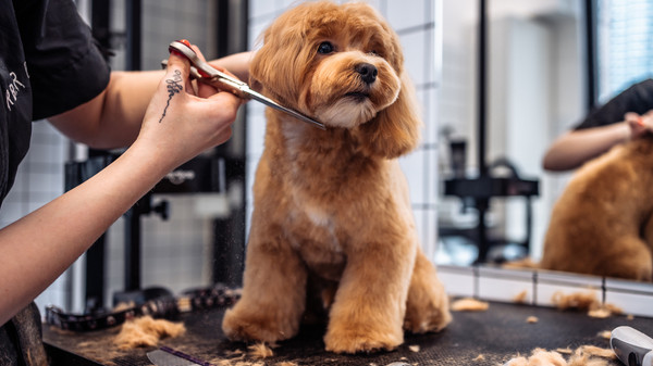 Chủ nuôi đang cẩn thận cắt tỉa lông vùng mặt của chó bằng kéo nhỏ